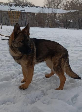 Элитные Щенки Немецкой Овчарки Рабочие Линии Разведения.