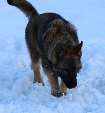 Элитный Щенок Немецкой Овчарки Рабочие Линии РР.