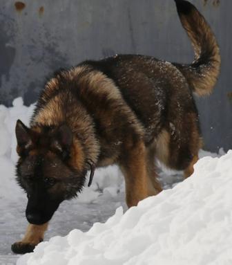 Элитный Щенок Немецкой Овчарки Рабочие Линии РР.