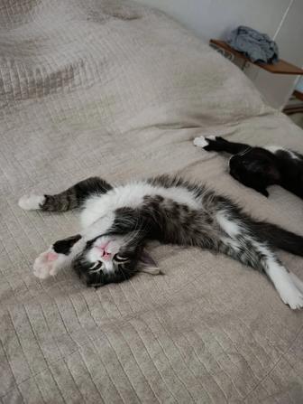 Отдам котиков, 6 месяцев. Кастрированные