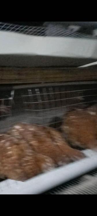 Ломан браун куры