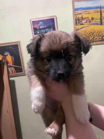 Отдам щенков