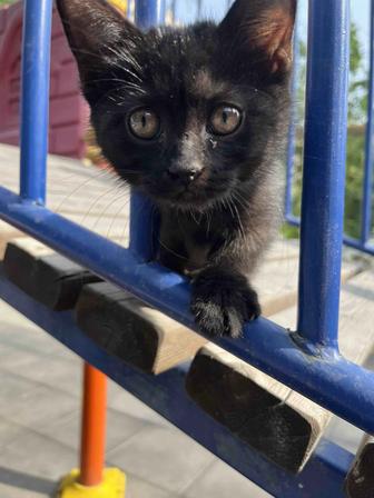 Отдам котенка в добрые руки!