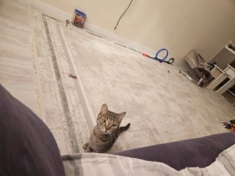 кошка