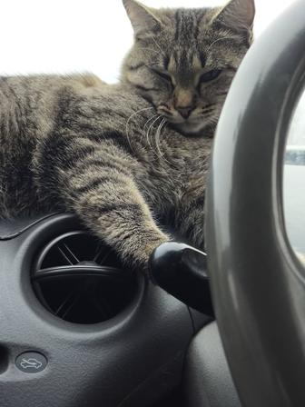 Пропала кошка, Вознаграждение