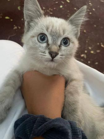 Пристроим ваших питомцев кошек и котиков
