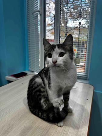 Котик ищет дом