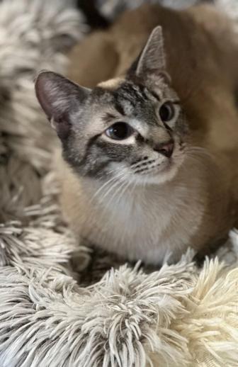 Молодой тайский котик