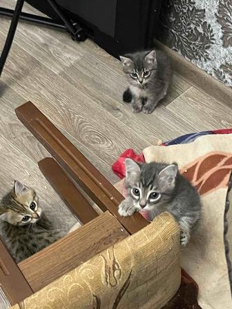 2 кошки и 5 котят срочно надо всех раздать, помогите