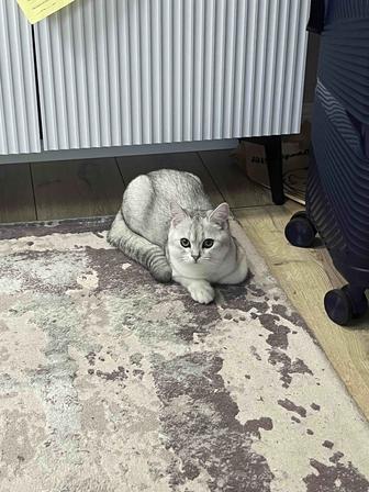 Продается британская шиншилла