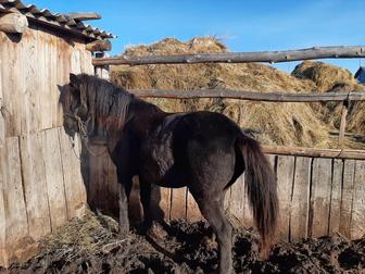 Лошадь кобыла