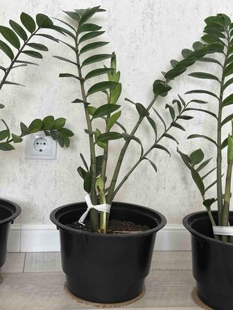 Долларовое дерево