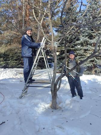 Услуги садовника . Обрезка плодовых деревьев Алматы