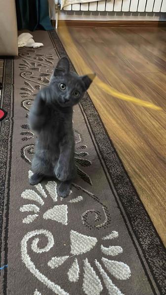 Отдаю котенка (похож на русскую голубую) в добрые руки