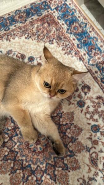 Кот Шиншилла