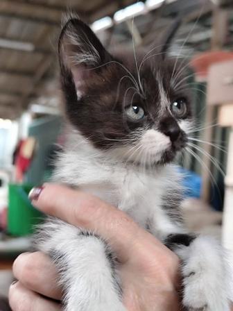 Котенок ищет дом