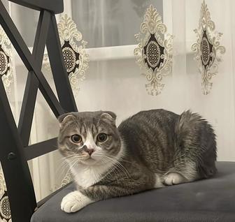 Отдам породистого кота