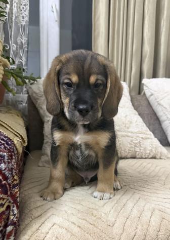 Щенок мальчик, помесь бигля, бесплатно!