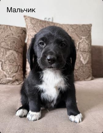 Щенок мальчик, помесь бигля, бесплатно!