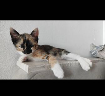 Котенок