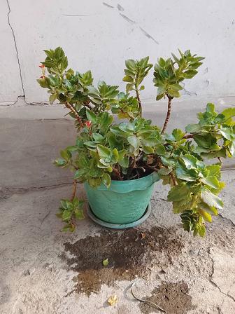 Обменяю Каланхоэ