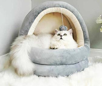 мы молодая семья без детей готовы взять кота на передержку будем заботиться