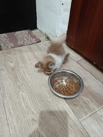 Котенок