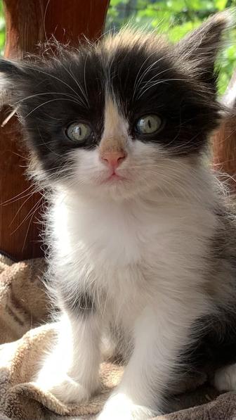 Котята мышеловы