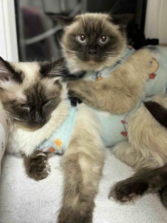 Двум кошечкам нужна семья.