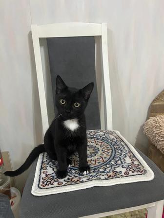 Отдам кота в добрые руки