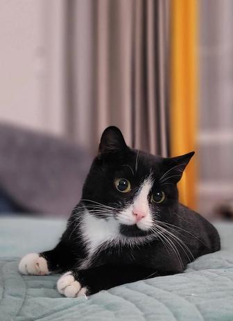 Отдам кошку