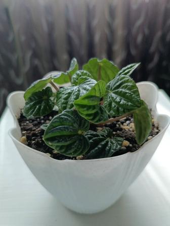 Продам Пеперомия Лилиан (Peperomia Lillian)
