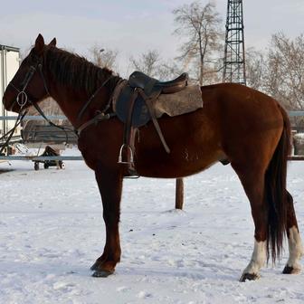 Жеребец в табун и под седло
