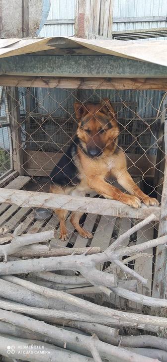 Спаривание собак