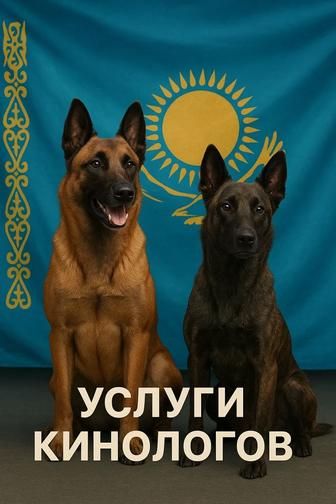 Профессиональная дрессировка собак