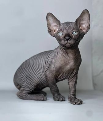 Продаються котята сфинкса