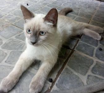 Отдам в хорошие руки котят