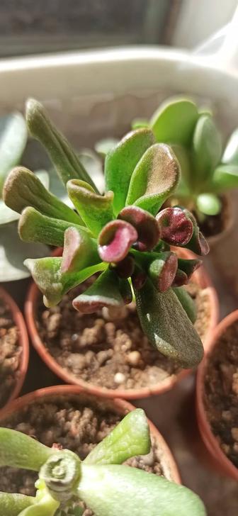 Крассула ХОББИТ, crassula hobbit