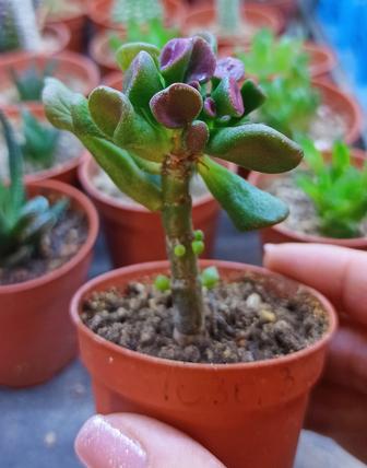 Крассула ХОББИТ, crassula hobbit