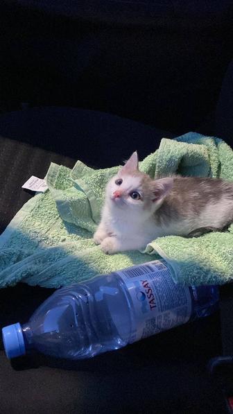 Котенок, 2 мес.девочка, отдам в хорошие руки.
