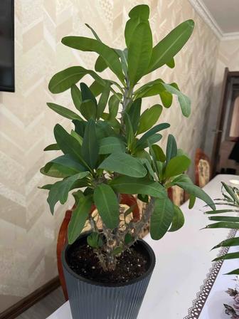 Молочай Миля