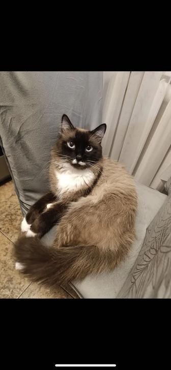 Потерялся кот
