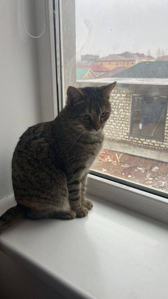 Отдам кошку (стерильная) в хорошие руки