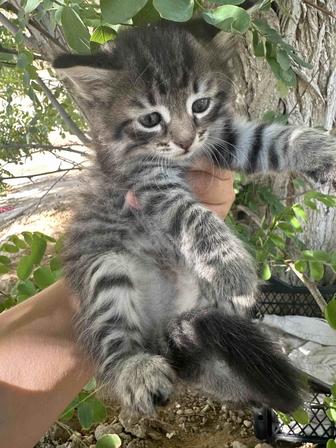 Отдам котят в добрые руки