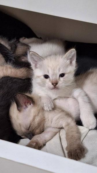 Котята (мать Сиамская)