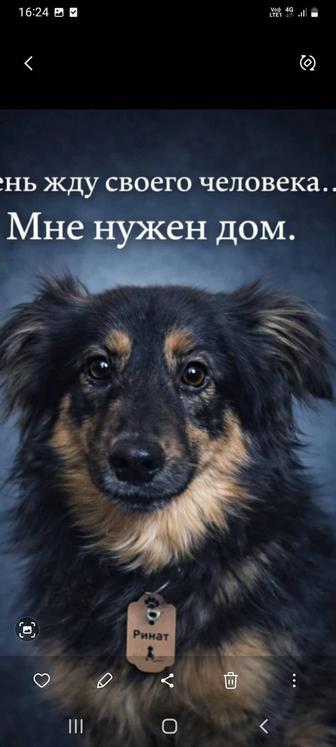 Собака Ринат - Кузя