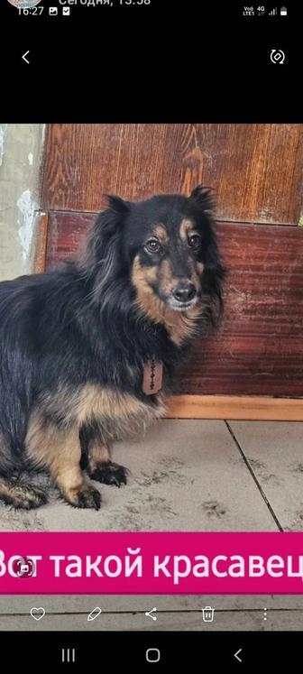 Собака Ринат - Кузя