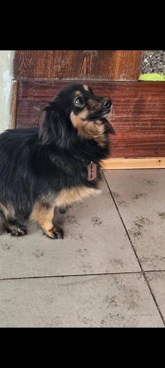 Собака Ринат - Кузя