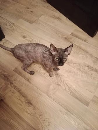 Отдам кошку