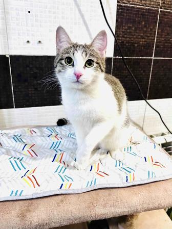 Котик-подросток в семью